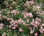 roze w merkury market