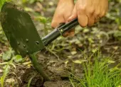 Jakie sąsiedztwo lubią rośliny? Porady sadzenia dla początkujących