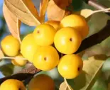 Jabłon Golden Hornet A
