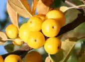Jabłon Golden Hornet A