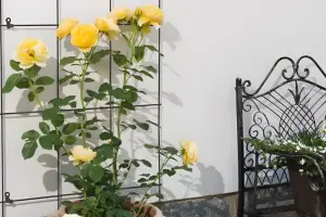 Jak zrobić drabinkę na róże pnące?