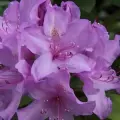 Różaneczniki-rhododendrony
