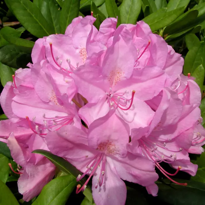 Rhododendron Hybridum C1