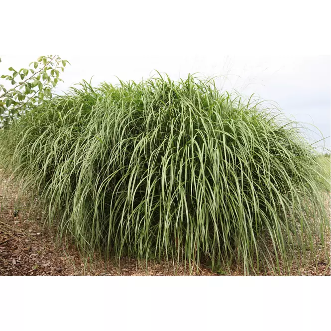 Miscanthus sinensis Krater C3