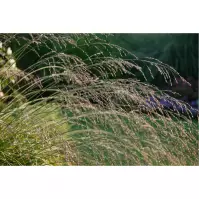 Molinia arundinacea Karl Foerste C3