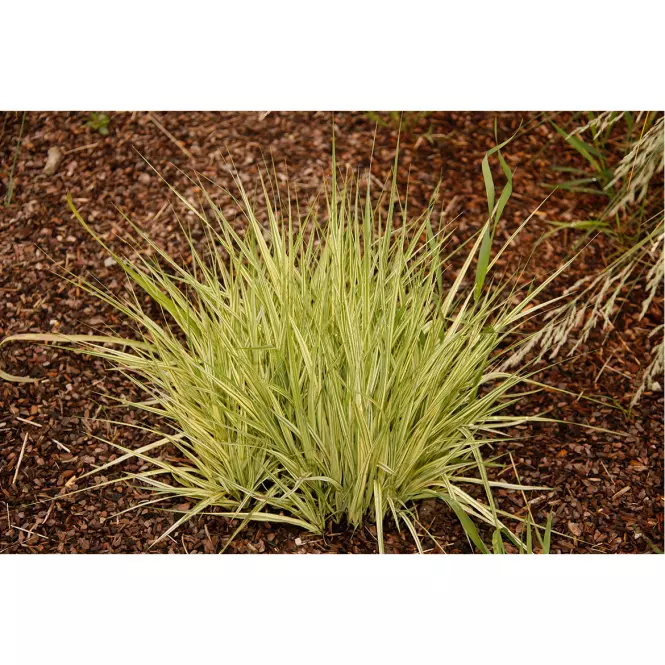 Molinia caerulea Variegata C3