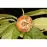 Mespilus germanica Bredase Reus C5PA 80-100 cm
