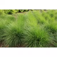 Pennisetum alopecuroides Hameln C3
