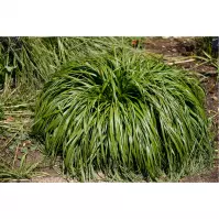 Pennisetum alopecuroides Moudry C3