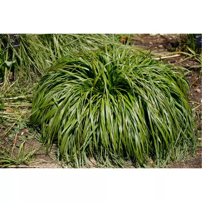 Pennisetum alopecuroides Moudry C3