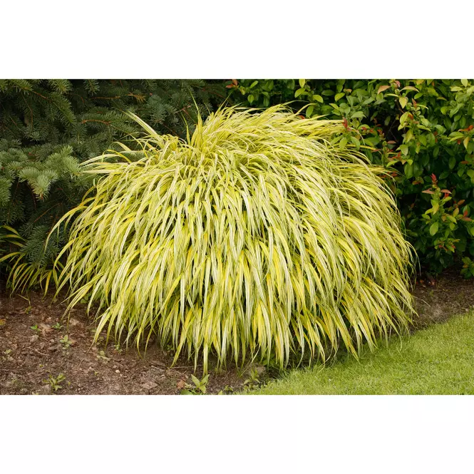 Hakonechloa macra Aureola C2