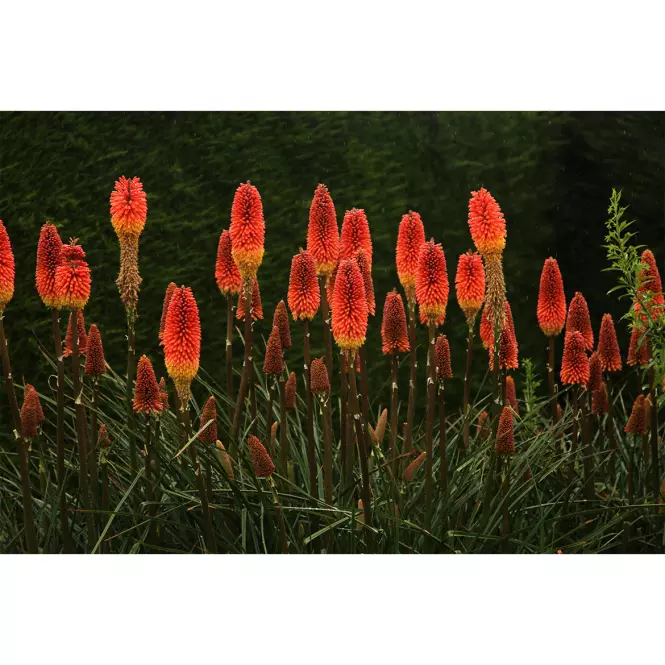 Kniphofia Papaya Popsicle cv C2