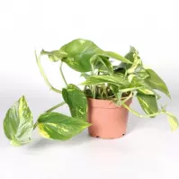 Epipremnum Scindapsus Mix K12