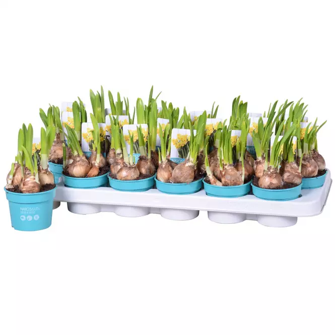 Narcis Tete A Tete 9/15