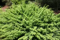 Berberis thunbergii green ornament C3 30 - 35