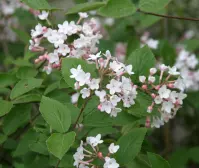Viburnum carlesii C7.5 40 - 60