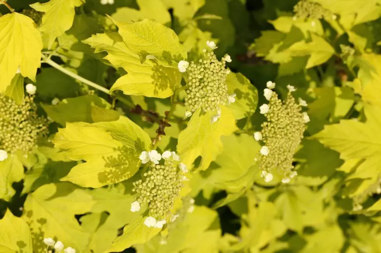 Viburnum opulus harvest gold C3 40 - 60