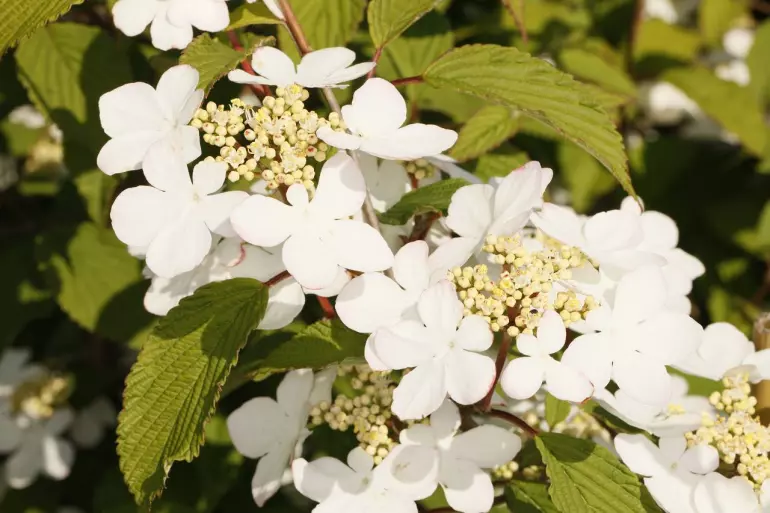Viburnum plicatum kilimanjaro jww1 C5 30 - 40