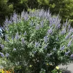 Vitex agnus-castus latifolia C6 60 - 80