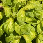 Weigela florida lime monster brs1 pbr C3 30 - 40