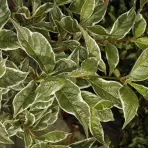 Weigela sunny fantasy kolsunn C2 20 - 30