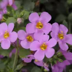 Bacopa mix K10CM