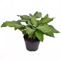Calathea musaica network 14/45