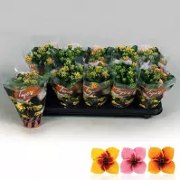 Kalanchoe tiger mix 10.5/20