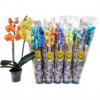 Phalaenopsis color duo 12/70