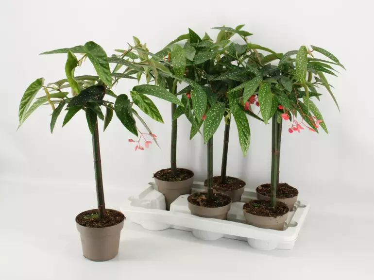 Begonia Tamaya na pniu 14/50
