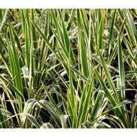 Yucca filamentosa bright edge C5 40-60