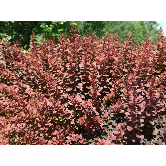 Berberis thunbergii golden ring C3 25-30