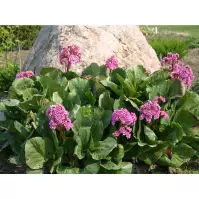 Bergenia pink dragonfly C3