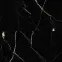Panel ścienny SPC Calacatta Black VILO 60x120cm 4mm,6