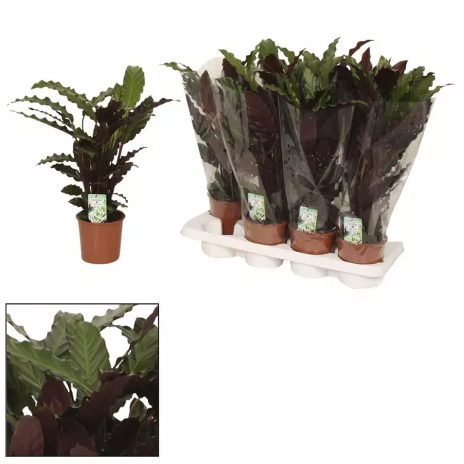 Calathea rufibarba wavestar 14/50