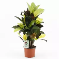 Codiaeum variegatum Mrs Iceton 12/45