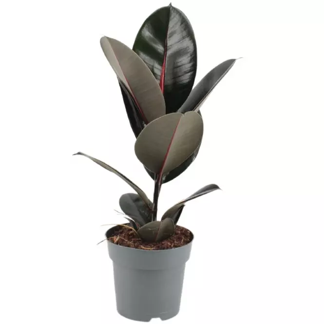 Ficus elastica abidjan 17/50