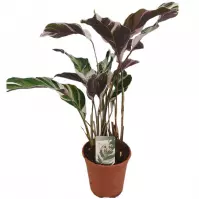 Calathea fusion white basic 14/40
