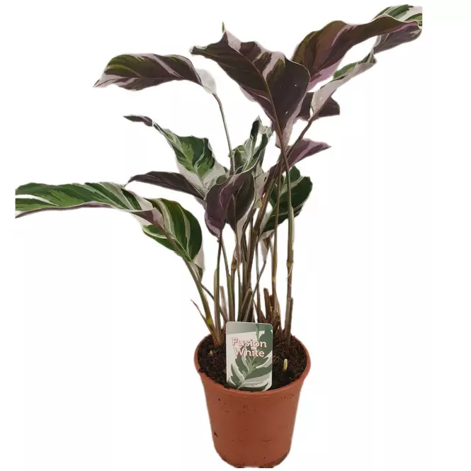 Calathea fusion white basic 14/40