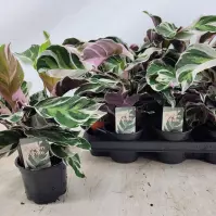 Calathea fusion white 10.5/15