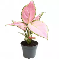 Aglaonema red zirkon 6/8
