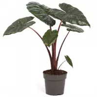 Alocasia yucatan princess 14/45