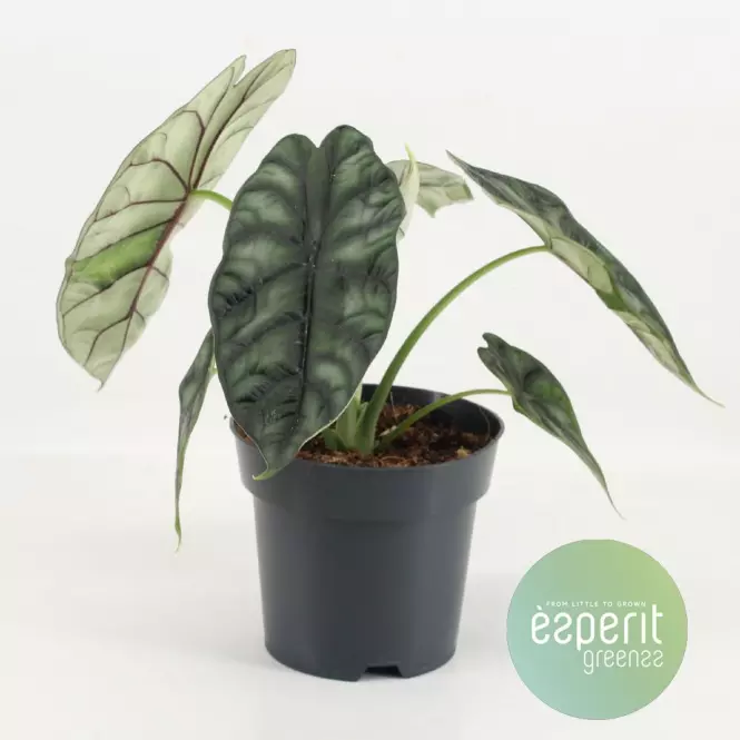 Alocasia dragon scale 14/25