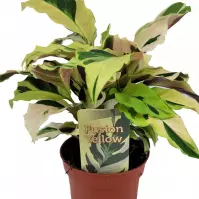 Calathea fusion yellow 10.5/15
