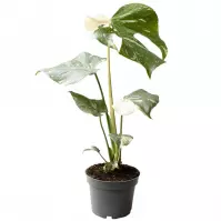 Monstera thai constellation 12/25