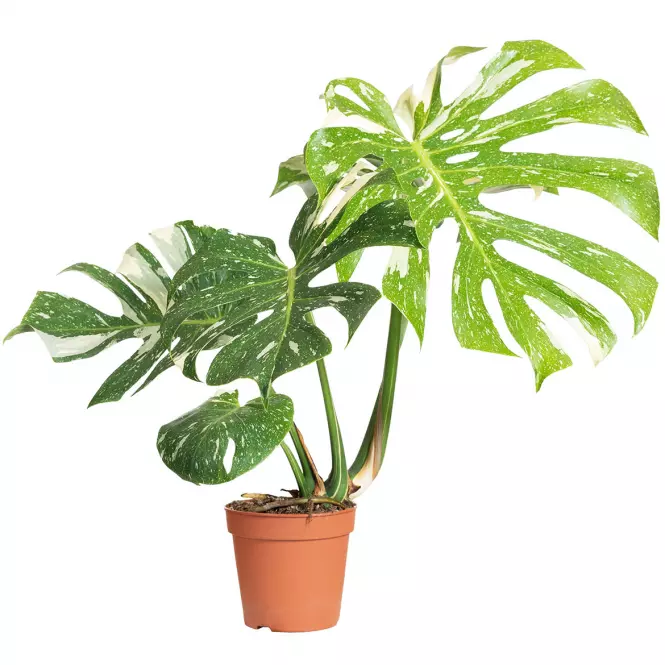 Monstera thai constellation 15/75