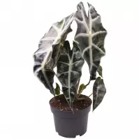 Alocasia curly bambino 12/25