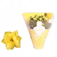 Kalanchoe rosalina don amarillo (yellow) 12/27