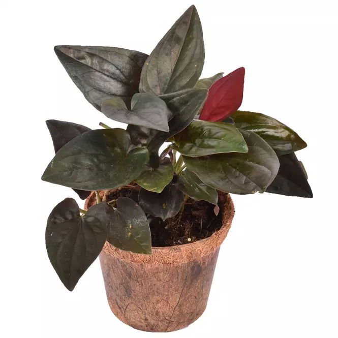 Syngonium erythrophyllum red arrow 12/25