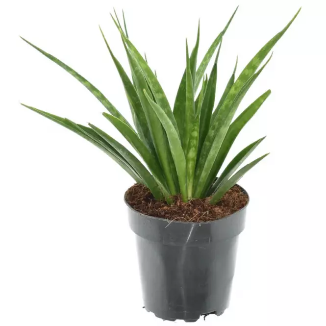 Sansevieria kirkii friends 12/37